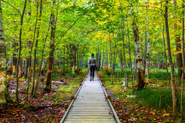 Female hiker on Jesup Trail in the Autumn stock photo