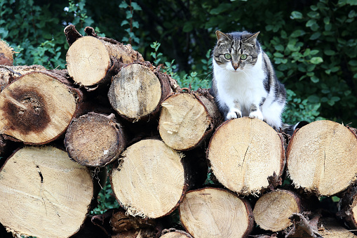 A brown-white cat is sitting on a stack of firewood. Logs with cat