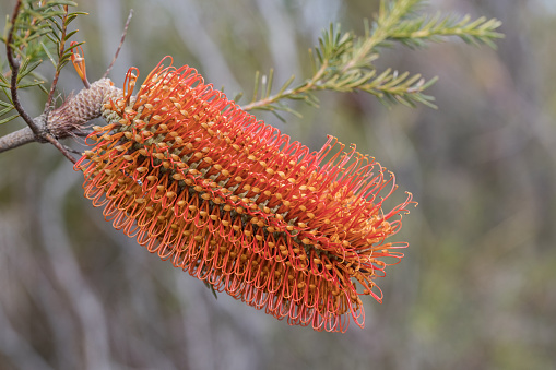 Heath Banksia in flower