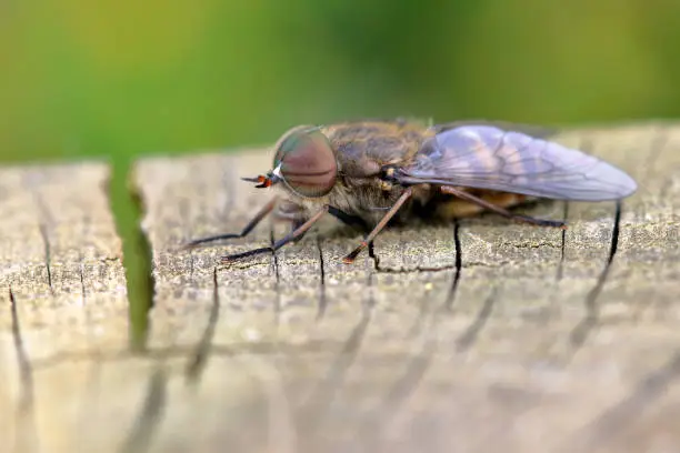 A Tabanus bromius horsefly (male), photographed in Hickling Broad nature reserve in Norfolk, England.