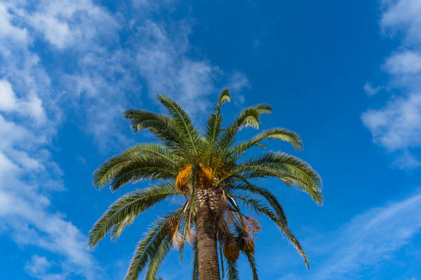 istock Nature background of palm tree crown, canopy against blue sky on the background 1164802484
