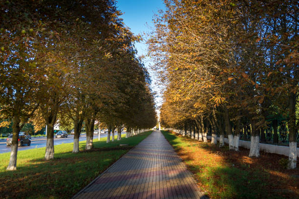 istock Alley lined with autumn trees photo, diminishing perspective composition 1164802502