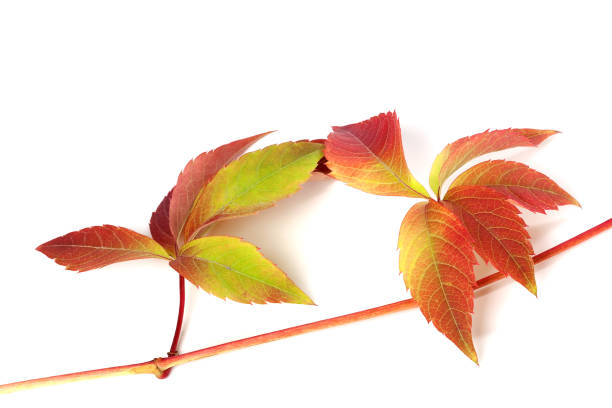 istock Branch of red autumn grapes leaves 1164802607