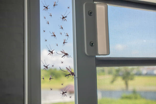 Many mosquitoes flying in to the house while insect net was opened