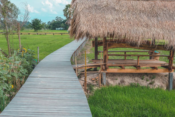 istock wooden bridge footbridge walkway pathway along rice paddy field 1164802926