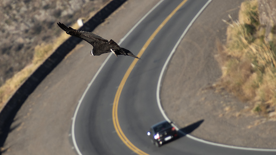 A condor taken a curve on the road next to a car, taken from above.