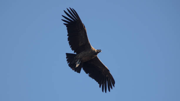 istock Young male condor 1164804176