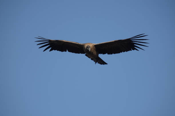 istock Andean  condor female 1164804276