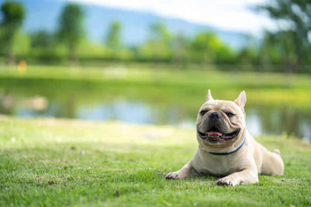 istock Cute looking french bulldog 1164806187