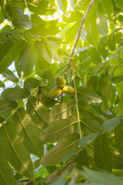 nogal manchuriano -juglans mandshurica hojas con frutos en el fondo de la luz del sol que vienen a través de la corona de las hojas, vista inferior, foto vertical - walnut tree walnut nut branch fotografías e imágenes de stock