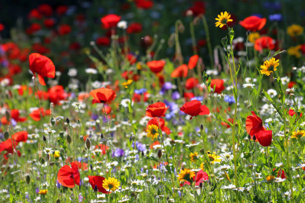 prado do wildflower - poppy field flower meadow - fotografias e filmes do acervo