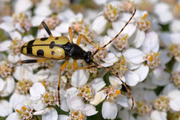 istock Black-and-yellow Longhorn Beetle (Rutpela maculata) 1164807996