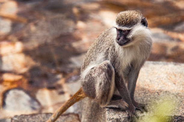 Vervet Monkey - Chlorocebus Aethiops