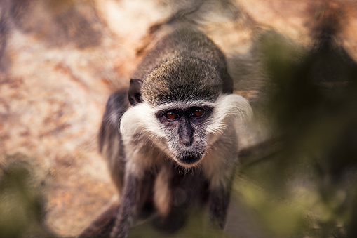 Vervet Monkey - Chlorocebus Aethiops