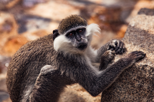 Vervet Monkey - Chlorocebus Aethiops