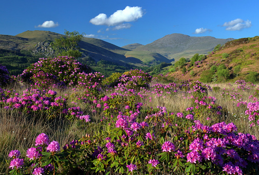 Rhododendron flowers on the slopes of Muncaster Fell in the Lake District, England.