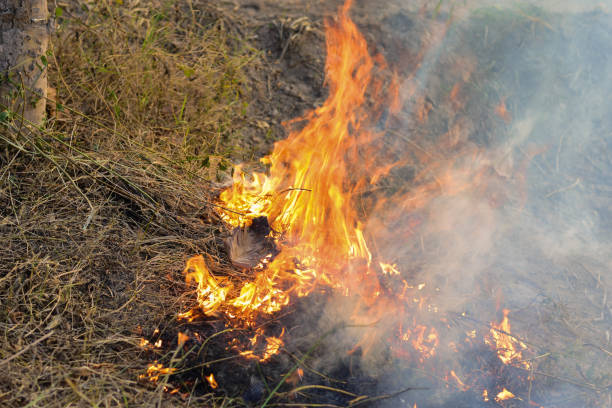 istock The fire is burning in a dry field and afternoon sunshine. 1164809630