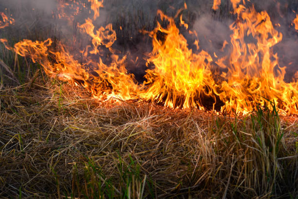 istock The fire is burning in a dry field and afternoon sunshine. 1164809637