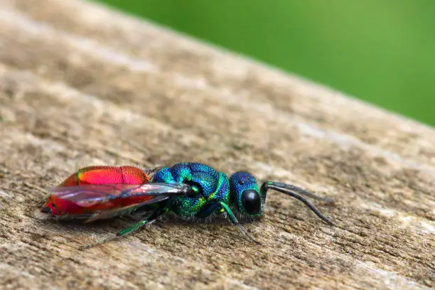 A beautiful ruby-tailed wasp (Chrysis ignita agg), photographed in County Durham, England.