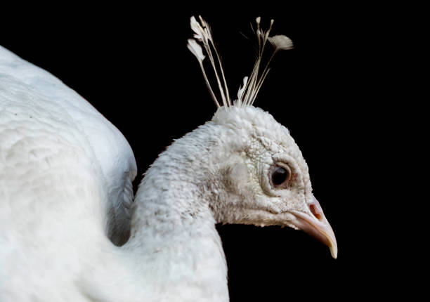 istock white peacock or peafowl bird 1164812526