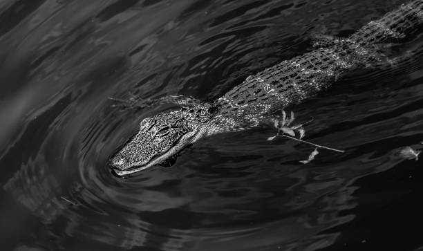 istock american alligator in the water 1164812557