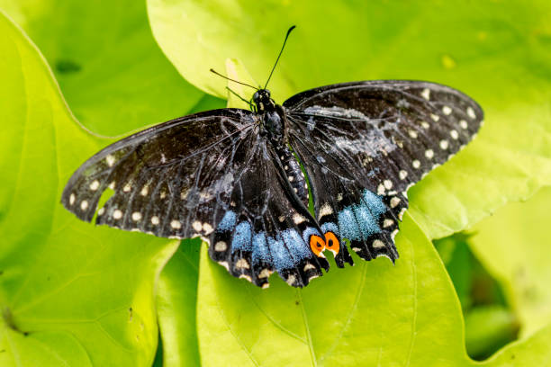 istock black swallowtail butterfly on a green leaf 1164812593