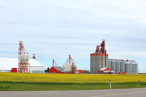 Carsland, Alberta, Canada- July 28,2019:Canola Crop,new modern grain elevator and grain silos or storage tanks.  East of Calgary near Carsland. Time of year July.