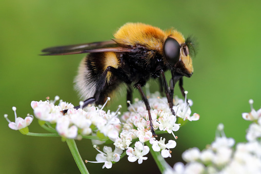 The bee mimic hoverfly Volucella bombylans (V. plumata) taken in Durham, UK.