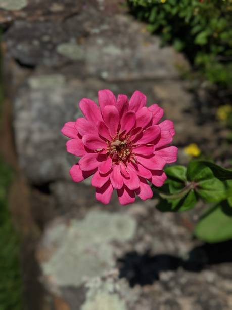 flowers and birds of cape cod beaches