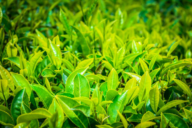 istock Close up of Green Tea Leaves 1164814614