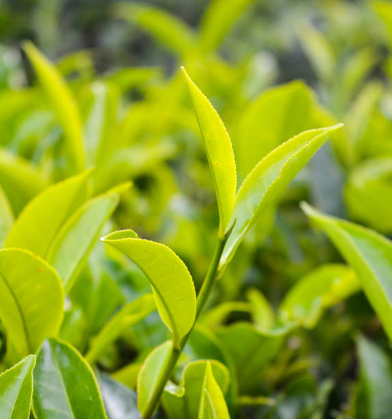 istock Close up of Green Tea Leaves 1164814621
