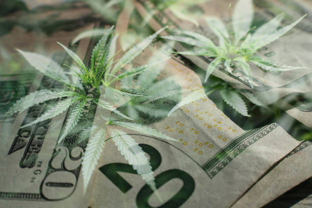 Marijuana Profits With Cannabis Leaves & Money High Quality stock photo