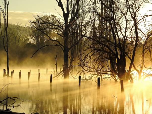 istock Misty Sunrise Lake 1164816434
