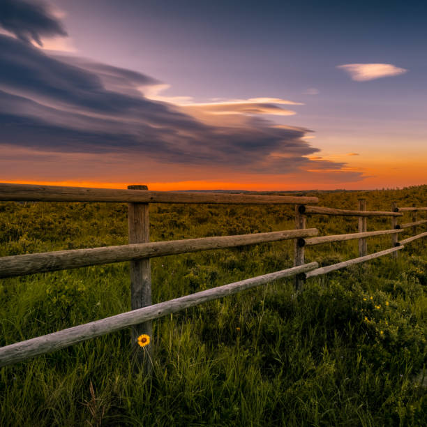 istock Sunrise with single daisy by wood fence. 1164817059