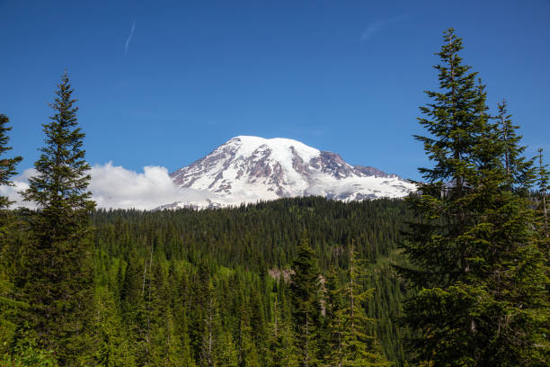 istock Mt Rainier National Park 1164818181
