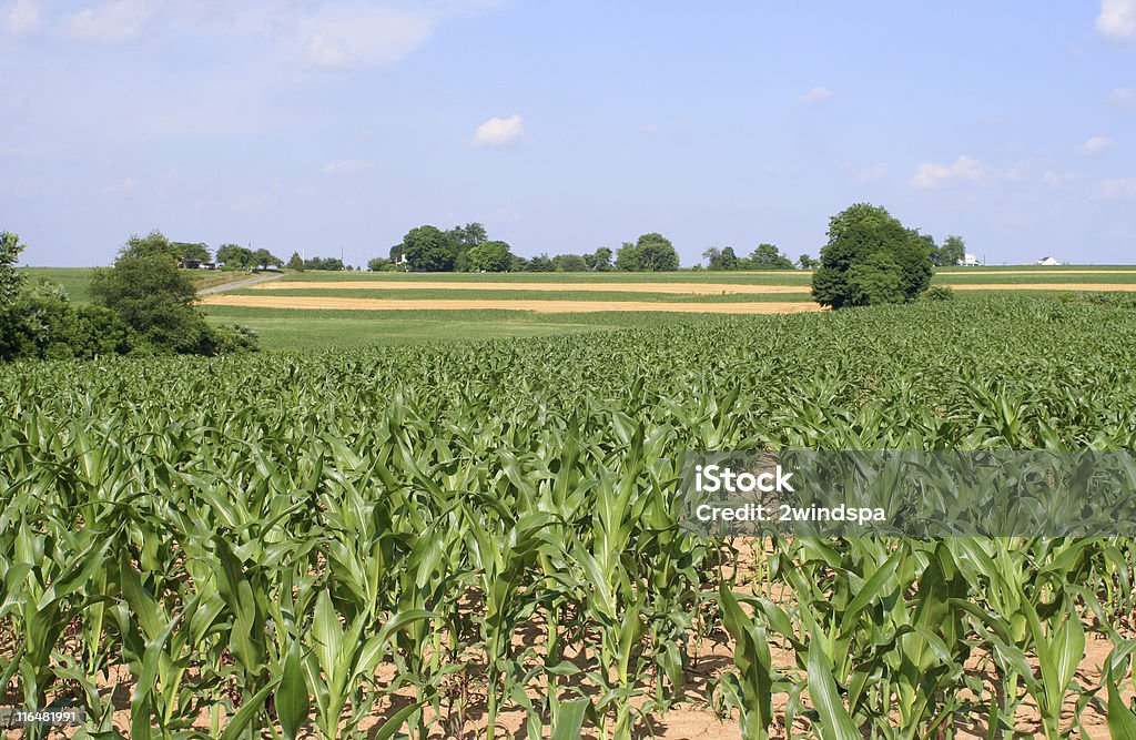 Campo di mais - Foto stock royalty-free di Alfalfa