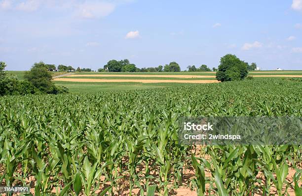 Campo Di Mais - Fotografie stock e altre immagini di Alfalfa - Alfalfa, Fattoria, Agricoltura