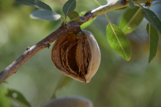 istock View of almond fruit on tree branch. 1164820129
