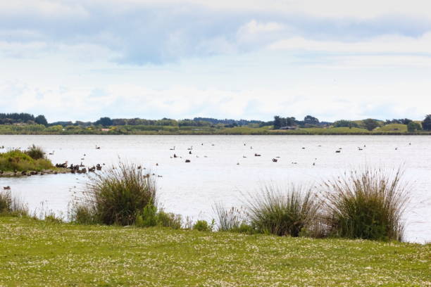 Lake Horowhenua, Panahau, New Zealand. Lake Horowhenua, also known as Punahau, is located in the Horowhenua District, an area of the southern Manawatu-Wanganui region in New Zealand's North Island. manawatu stock pictures, royalty-free photos & images