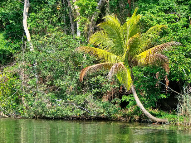 istock Rio Dulce, Guatemala, boat to Livingston 1164821345
