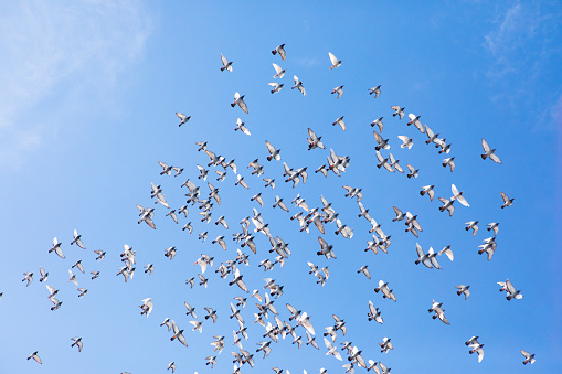 Germany, Berlin, July 22, 2023 -A flock of pigeons fly in the sky, Berlin Kreuzberg