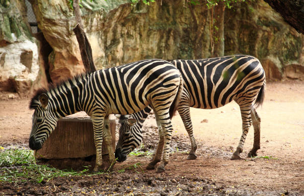 istock Zebra from Savannah in Thailand 1164823020