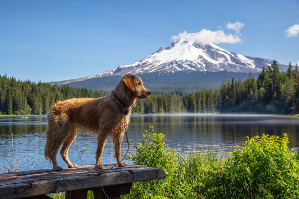 lago trillium, mt. hood national forest, oregon - mt hood national park foto e immagini stock