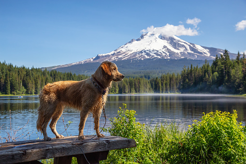 Golden Retriever is standing by the beautiful lake with Hood Mountain Peak in the background during a vibrant sunny summer day. Taken from Trillium Lake, Mt. Hood National Forest, Oregon, United States of America.