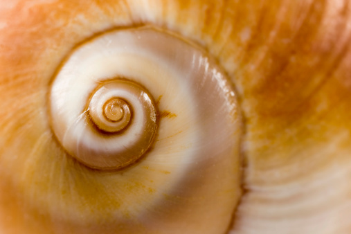 White garden snail with a dusting of sand covering glued to a rock face on a beach in cornwall, UK.