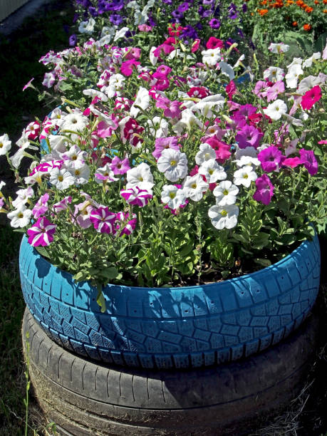 istock small flowerbed arranged in old tires 1164824301