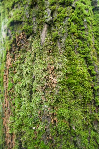 istock Natural Green Mosses Moss Background Texture 1164824500
