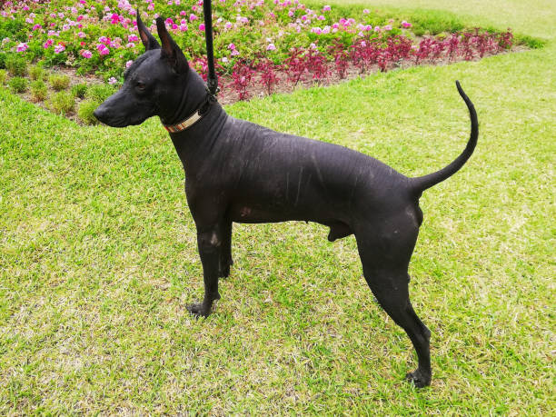 perro sin pelo peruano masculino - perro peruano fotografías e imágenes de stock