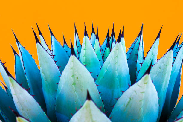 Blue Agave (American Aloe) Plant; Orange Background A spiky blue agave (American aloe) plant against a vibrant orange background. Copy space available above the plant. Concepts: teamwork, unity, working together, togetherness, sharp, sharp team. blue agave photos stock pictures, royalty-free photos & images