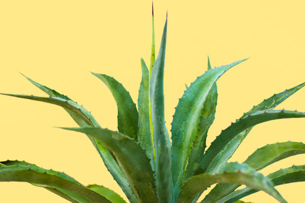 An aloe vera plant against a yellow background. Some copy space available.